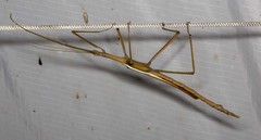 Tropidoderus childrenii