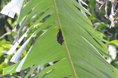 Cynopterus