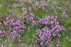 Thymus subarcticus