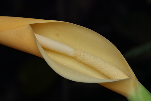 Colocasia esculenta