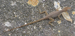 Anolis sabanus