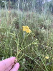 Lysimachia quadriflora