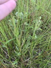 Lysimachia quadriflora