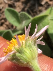 Aster alpinus vierhapperi
