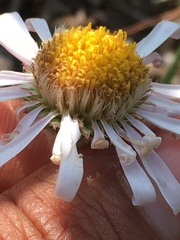 Aster alpinus vierhapperi