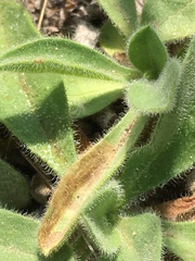 Aster alpinus vierhapperi