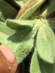 Aster alpinus vierhapperi