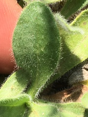 Aster alpinus vierhapperi