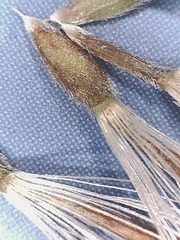 Aster alpinus vierhapperi