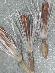 Aster alpinus vierhapperi