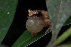 Pseudophilautus wynaadensis