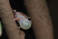 Pseudophilautus wynaadensis