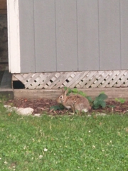 Sylvilagus floridanus