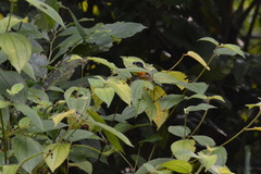 Dicaeum trigonostigma