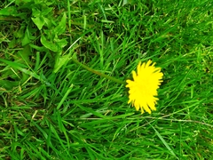 Taraxacum
