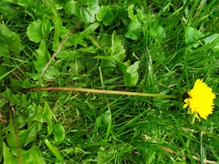 Taraxacum