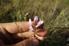 Astragalus skvortsovii
