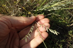 Astragalus skvortsovii