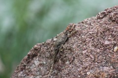 Psammophilus dorsalis