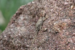 Psammophilus dorsalis