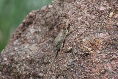 Psammophilus dorsalis