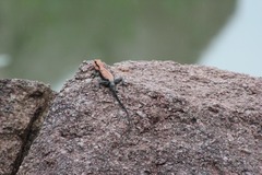 Psammophilus dorsalis