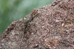 Psammophilus dorsalis