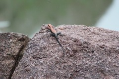 Psammophilus dorsalis