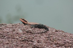 Psammophilus dorsalis