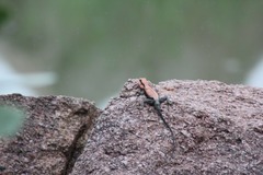 Psammophilus dorsalis