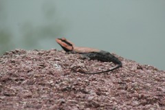 Psammophilus dorsalis