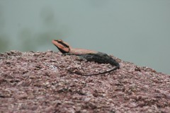 Psammophilus dorsalis