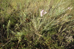 Astragalus skvortsovii
