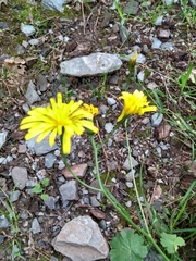 Crepis lampsanoides