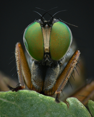 Dolichopus ungulatus