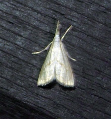 Haimbachia placidellus