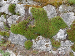 Saxifraga canaliculata