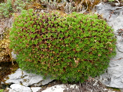 Saxifraga canaliculata