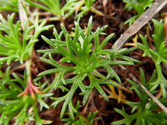Saxifraga canaliculata