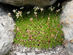 Saxifraga canaliculata