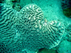 Oulophyllia