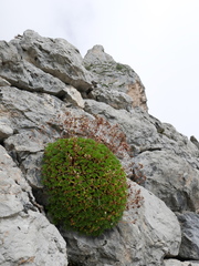Saxifraga canaliculata