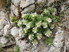 Teucrium pyrenaicum