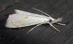 Haimbachia placidellus