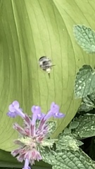 Anthophora plumipes