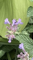 Anthophora plumipes