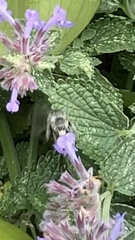 Anthophora plumipes
