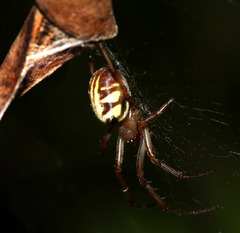 Phonognatha