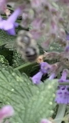 Anthophora plumipes