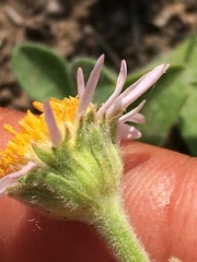 Aster alpinus vierhapperi